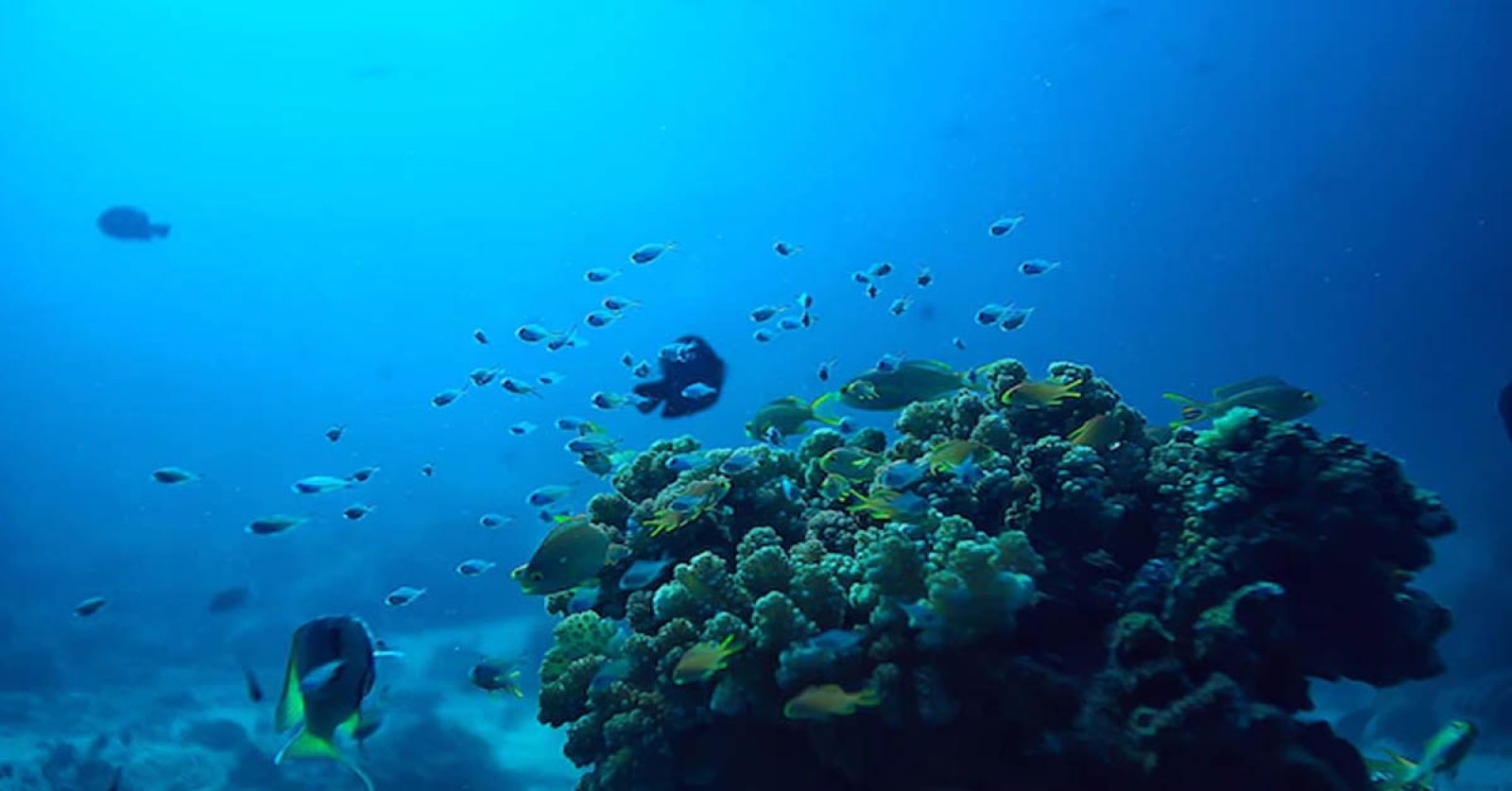 Organizacja Keep Sea Blue wykorzystuje technologię Oracle Blockchain do walki z zanieczyszczeniami z tworzyw sztucznych