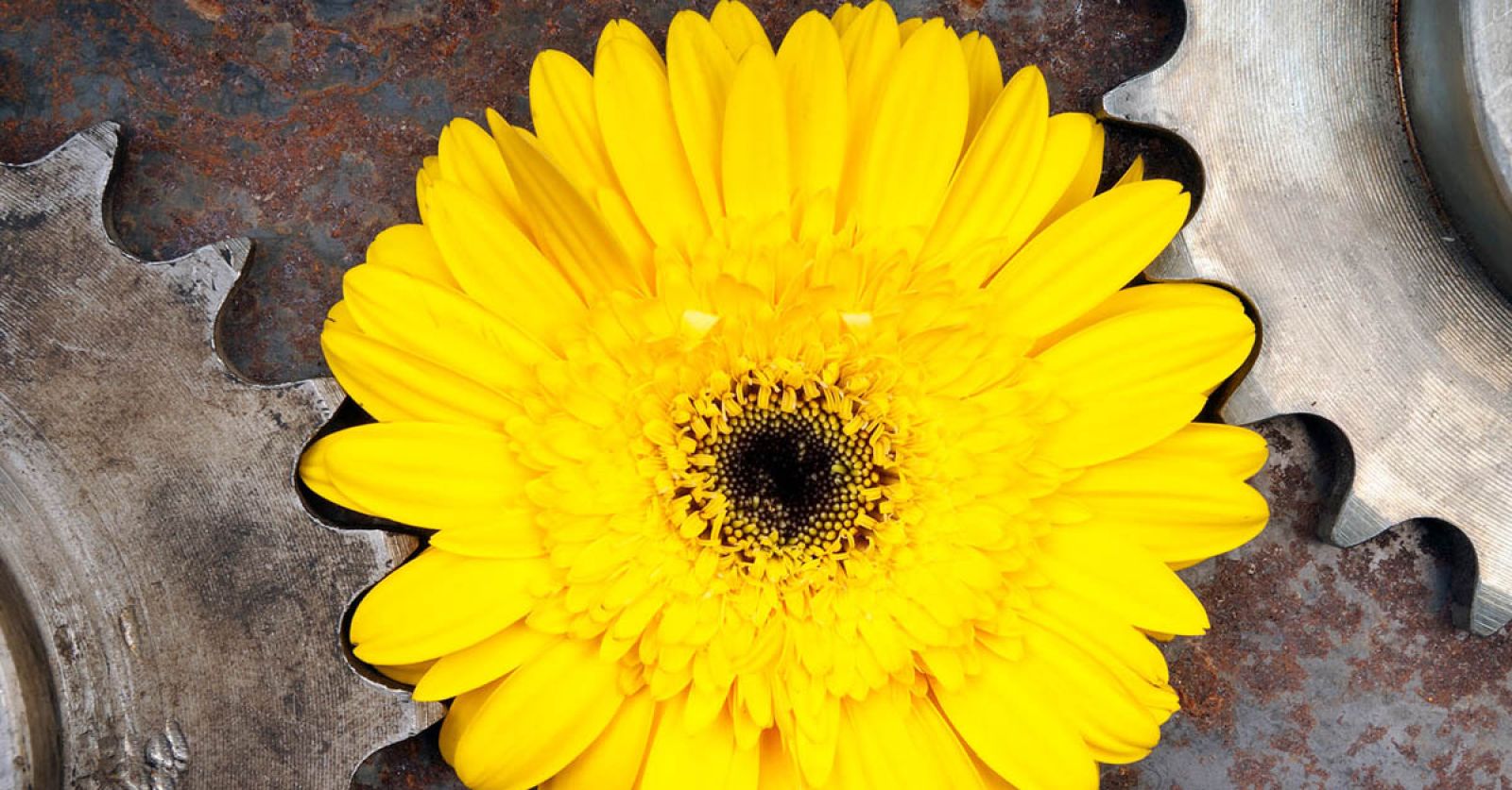 Cyfryzacja drogą do neutralności klimatycznej w przemyśle