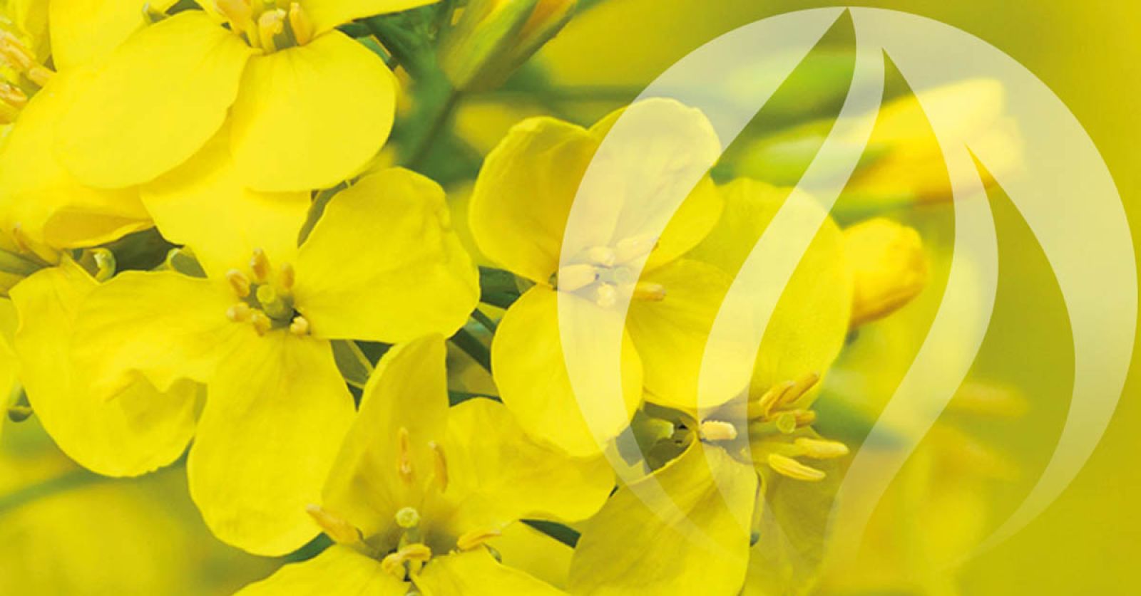 Ekologicznie z aplikacją sBiznes oraz dodatkiem mobilnym sHandlowiec