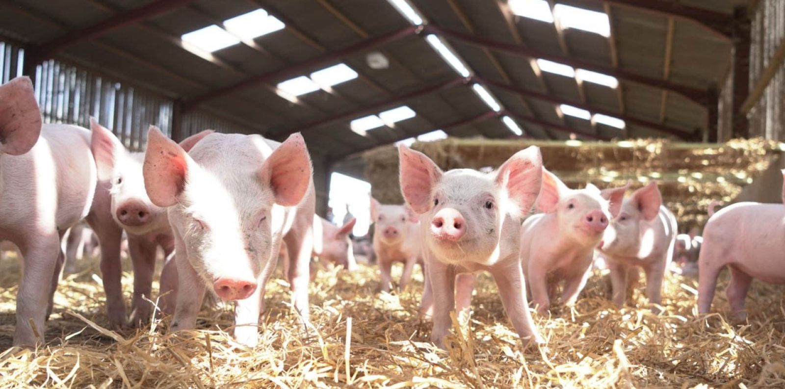 AB Agri wybiera platforme ERP Infor w celu przyspieszenia cyfrowej strategii rozwoju